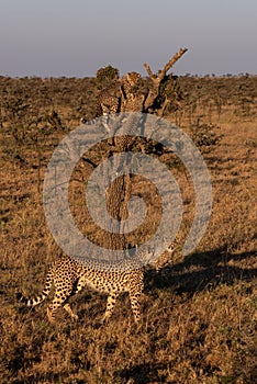 Two cheetah cubs climb tree near family