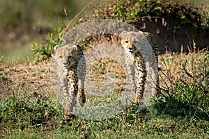 Two cheetah cubs cross grass towards camera