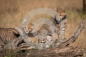 Two cheetah cubs on log look left