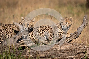 Two cheetah cubs look left behind log