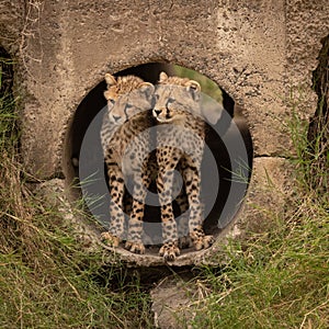 Two cheetah cubs look out from pipe