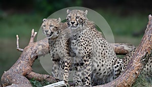Two cheetah cubs perched on a tree branch in a grassy landscape.