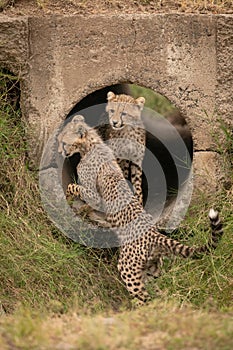 Two cheetah cubs play in concrete pipe