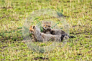 Two cheetah cubs relaxing on savannah