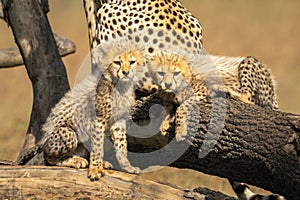 Two cheetah cubs scowling on fallen branches