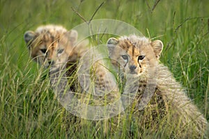 Two cheetah cubs sit side-by-side watching camera