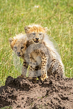 Two cheetah cubs sitting on termite mound