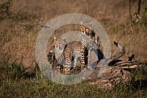 Two cheetah cubs stand on dead branch