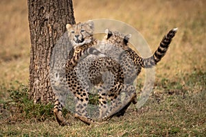 Two cheetah cubs wrestle by tree trunk photo