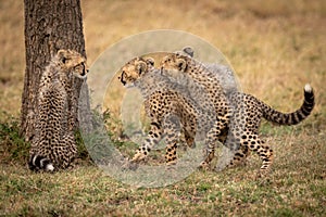Two cheetah cubs wrestling beside one sitting