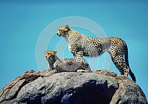 Two cheetah on kopje