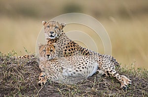 Two cheetah lying in the savanna. Kenya. Tanzania. Africa. National Park. Serengeti. Maasai Mara.