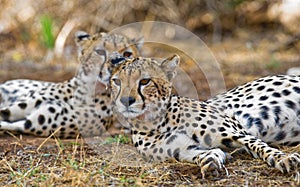 Two cheetah lying in the savanna. Kenya. Tanzania. Africa. National Park. Serengeti. Maasai Mara