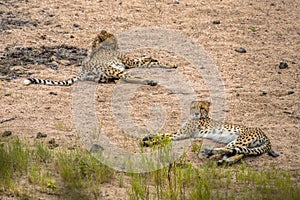 two Cheetah resting