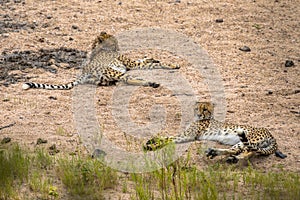 two Cheetah resting