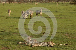 Two cheetahs resting on the grasslands