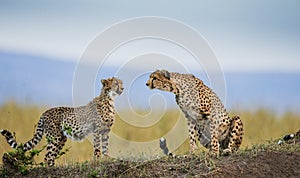 Two cheetah in the savanna. Kenya. Tanzania. Africa. National Park. Serengeti. Maasai Mara.