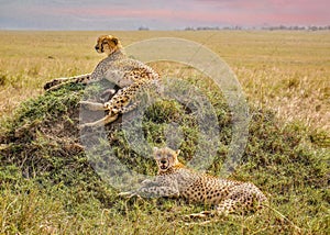 Two cheetah siblings on a mound in Kenya.