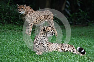 Two Cheetahs