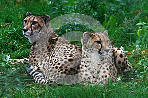 Two cheetahs