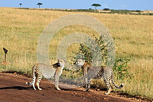 Two cheetahs