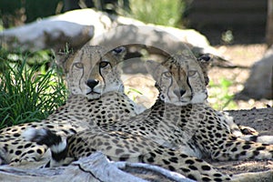 Two cheetahs