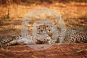 Two cheetahs, Acinonyx jubatus, couple lying on the ground with heads  touching together and staring at the photographer. Ground