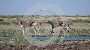 Two Cheetahs around a water hole