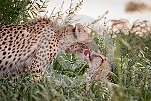 Two Cheetahs bonding in Kgalagadi.