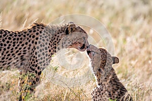 Two cheetahs brush each other after the meal photo