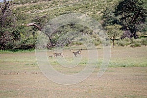 Two Cheetahs catching a Springbok.
