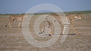 Two Cheetahs at Central Kalahari Game Reserve