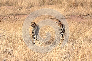 Two cheetahs in the early morning, preparing to hunt togehter, in Kruger National Park, South Africa