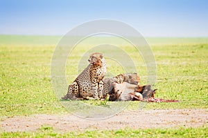 Two cheetahs eating the carcass of a wildebeest