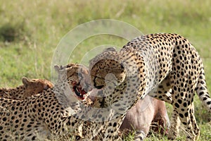 Two cheetahs fighting over a kill in the african savannah.