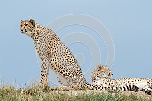 Two cheetahs on the hill in the savannah