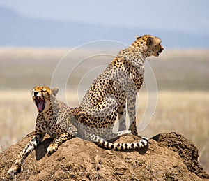 Two cheetahs on the hill in the savannah. Kenya. Tanzania. Africa. National Park. Serengeti. Maasai Mara.