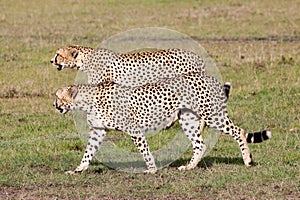 Two Cheetahs hunting