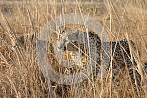Two Cheetahs Hunting