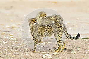 Two Cheetahs in the Kalahari Desert