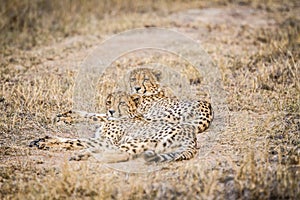 Two Cheetahs laying in the grass