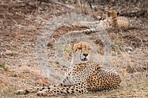 Two Cheetahs laying in the grass.