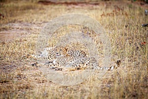 Two Cheetahs laying in the grass.