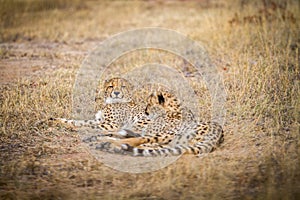 Two Cheetahs laying in the grass.