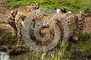 Two cheetahs lie drinking from grassy puddle