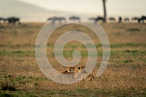 Two cheetahs lie on savannah near wildebeest