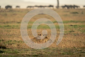 Two cheetahs lie on savannah watching wildebeest