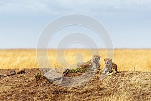Two Cheetahs lying down in Africa