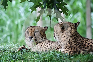 Two cheetahs lying in the grass