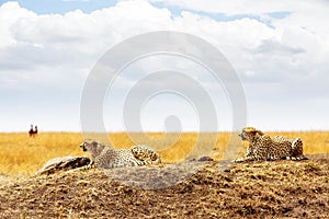 Two Cheetahs in Masai Mara Africa